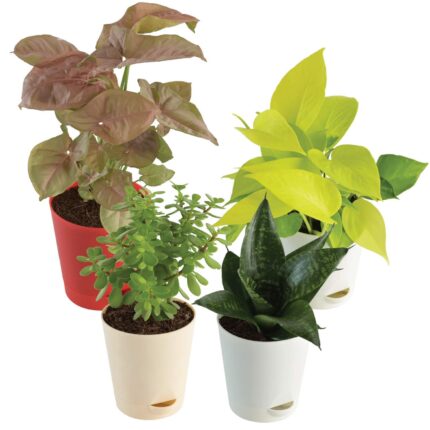 Indoor Plants for Home with Pot